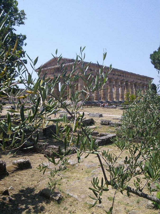 Paestum through the olive trees
