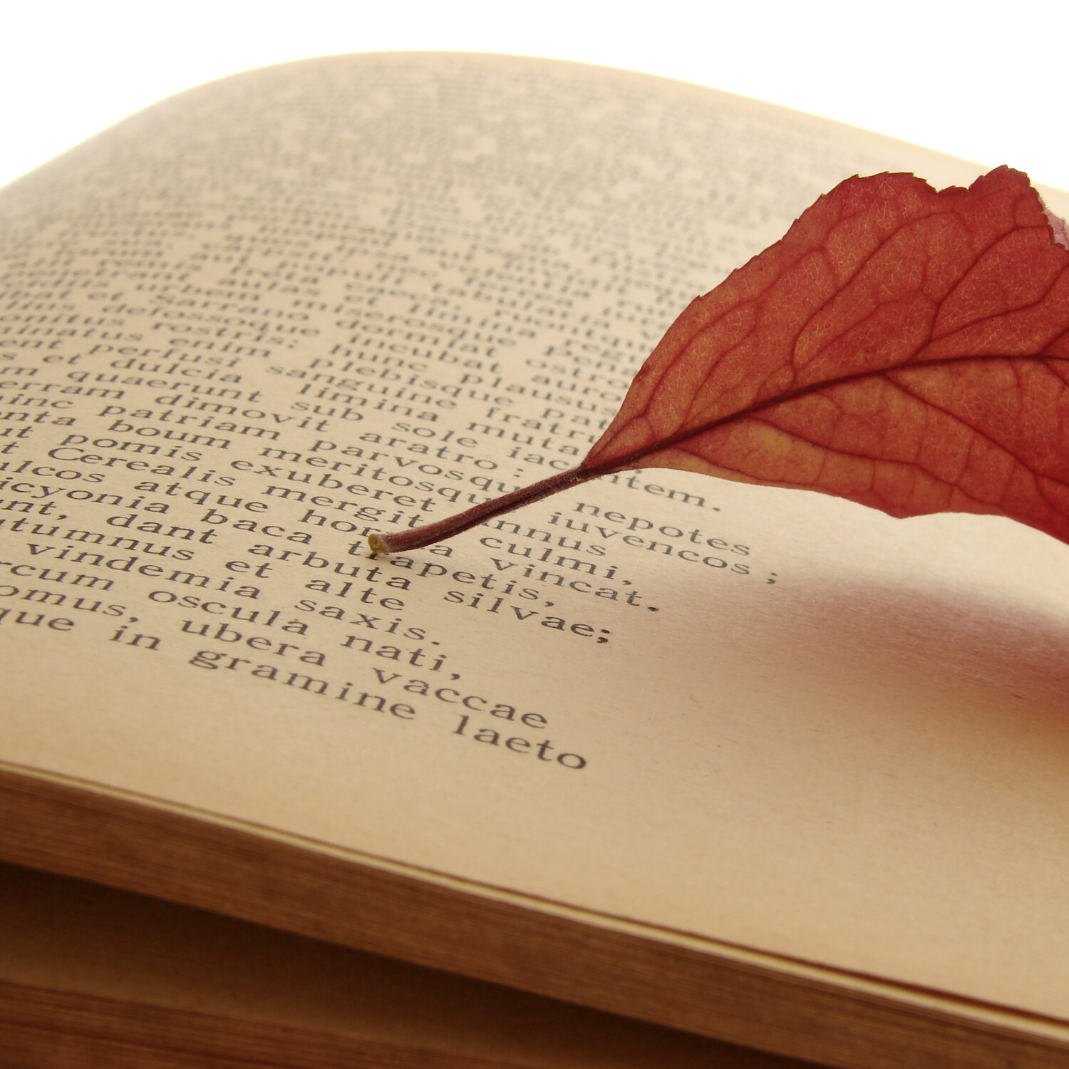 dreamstime_m_3427649